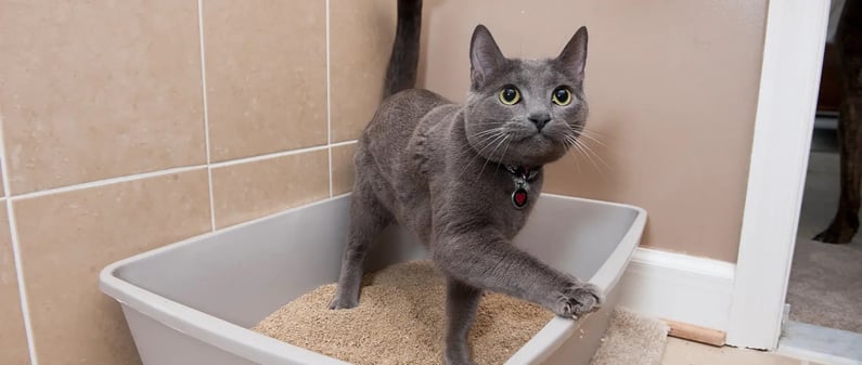 litter-box-cat-159881